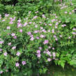 Geranium endressii 'Wargrave Pink': Bild 7/7