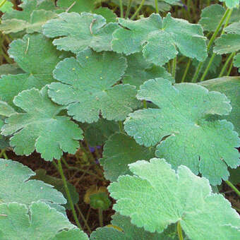 Geranium renardii: Bild 5/7
