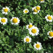 Anthemis triumfettii: Bild 3/6