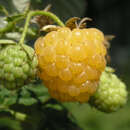 Gelbe Himbeere - Rubus idaeus 'Golden Everest'