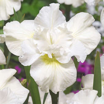 Iris sibirica 'Swans in Flight'