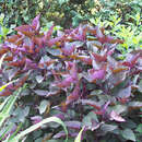 Eupatorium rugosum 'Chocolate' - Dost