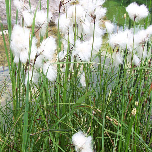 Eriophorum vaginatum: Bild 3/4 Eriophorum vaginatum: Bild 3/4