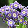 Primula auricula 'Fridl': Bild 1/5