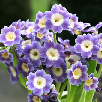 Primula auricula 'Fridl'