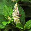 Phytolacca acinosa: Bild 2/5