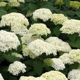 Hydrangea arborescens 'Annabelle' - Schneeballhortensie