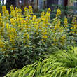 Lysimachia punctata 'Alexander': Bild 5/7