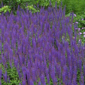 Salvia nemorosa 'Ostfriesland'