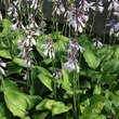 Hosta 'Fortunei Hyacinthina': Bild 2/4