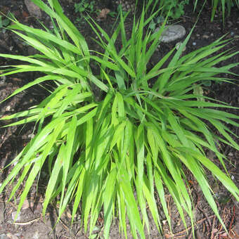 Hakonechloa macra 'All Gold'