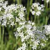 Allium tuberosum - Schnittknoblauch