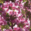 Weigela florida: Bild 2/4