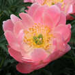 Paeonia lact. 'Pink Hawaiian Coral': Bild 2/2