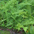 Polypodium cambricum 'Whitley Giant': Bild 1/1