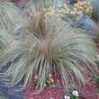 Sporobolus heterolepis: Bild 5/6