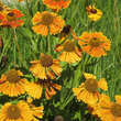 Helenium 'Waltraut': Bild 5/8