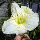 Hemerocallis 'White Temptation' - Taglilie