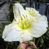 Hemerocallis 'White Temptation' - Taglilie