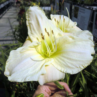 Hemerocallis 'White Temptation'
