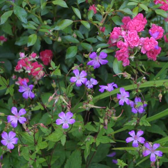 Geranium nodosum: Bild 6/6 Geranium nodosum: Bild 6/6
