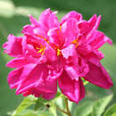 Paeonia lactiflora 'Bunker Hill' - Pfingstrose