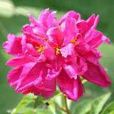 Paeonia lactiflora 'Bunker Hill' - Pfingstrose