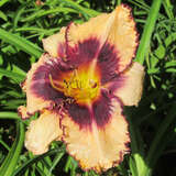 Hemerocallis 'Sabine Bauer' - Taglilie