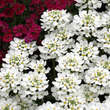 Iberis sempervirens 'Snow Cone': Bild 1/6