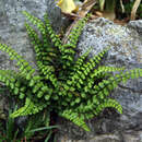 Asplenium trichomanes - Milzfarn