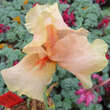 Iris pumila 'Hazel Pink': Bild 1/1
