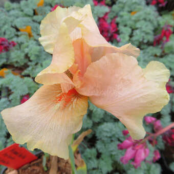 Iris pumila 'Hazel Pink'