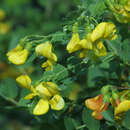Colutea arborescens - Blasenstrauch