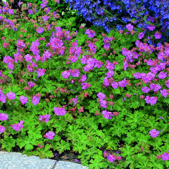 Geranium cantabrigiense 'Karmina': Bild 4/9