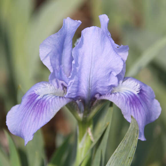 Iris pumila 'Blue Doll': Bild 1/1 Iris pumila 'Blue Doll': Bild 1/1