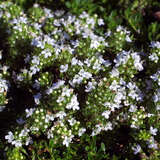 Thymus praecox 'Albiflorus' - Thymian