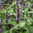 Agastache 'After Eight': Bild 2/4
