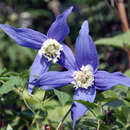 Clematis alpina 'Francis Rivis' - Alpenwaldrebe