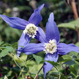 Clematis alpina 'Francis Rivis' - Alpenwaldrebe