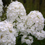 Phlox paniculata 'White' - Hoher Gartenphlox