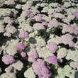 Achillea millefolium 'Appleblossom': Bild 1/4