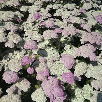 Achillea millefolium 'Appleblossom'