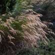 Stipa calamagrostis: Bild 4/10