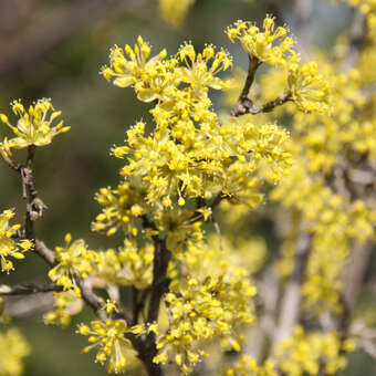 Cornus mas 'Mascula'