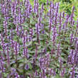 Agastache 'After Eight': Bild 1/4