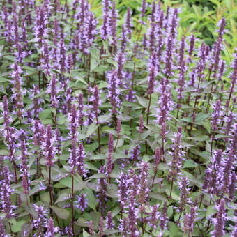 Agastache 'After Eight'