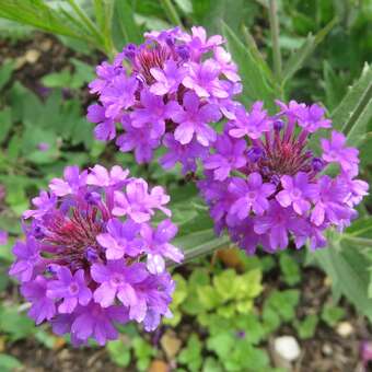 Verbena bonariensis 'Lollipop'