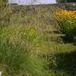 Eragrostis curvula: Bild 3/4
