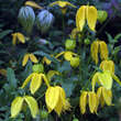 Clematis tibetana tangutica: Bild 1/4