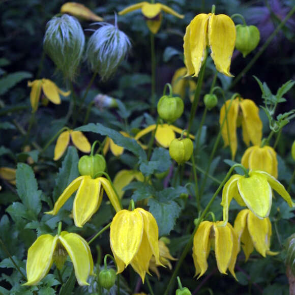 Clematis tibetana tangutica: Bild 1/4 Clematis tibetana tangutica: Bild 1/4
